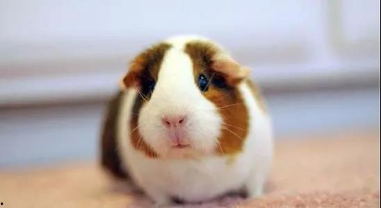 荷兰豚鼠吃瓜视频,萌态十足引网友热议