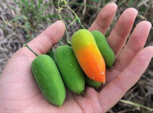 老鼠瓜怎样吃才好,解锁美味新体验