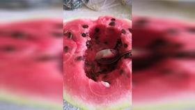 七夕吃瓜奶茶,奶茶陪你共度浪漫时光