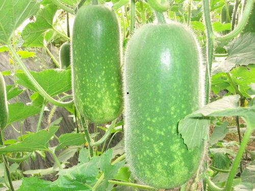 法克嗷吃瓜,揭秘娱乐圈那些不为人知的幕后故事