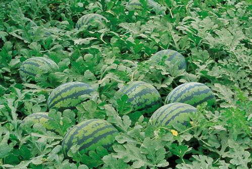 北京潮阳吃瓜群,揭秘网络社交圈的趣味与热议