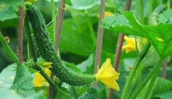 安新育才花园吃瓜