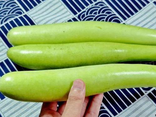 瓠子小瓜怎么吃,轻松解锁美味新境界