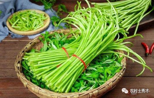 蒿瓜如何吃,探索健康美味的蒿瓜烹饪技巧