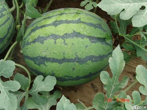 几月吃甜面瓜,揭秘几月最佳品尝甜面瓜的奥秘”