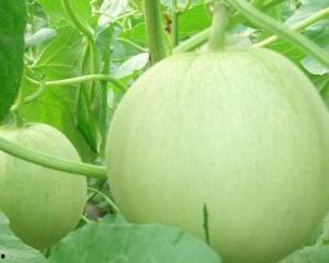 孕妇可以吃绿瓜嘛,孕妇可以吃绿瓜吗？营养与安全解析