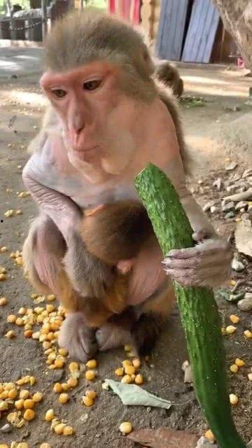 猴子吃瓜重点,一场猴子的美食探险之旅