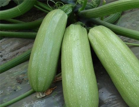 东吃葫芦西吃瓜,葫芦瓜果共赏美食之旅