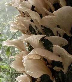 吃瓜小白菌在线,揭秘娱乐圈那些不为人知的幕后故事