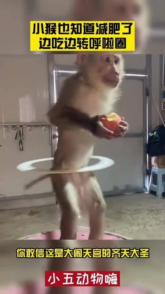 转呼啦圈吃瓜,吃瓜畅享生活新风尚