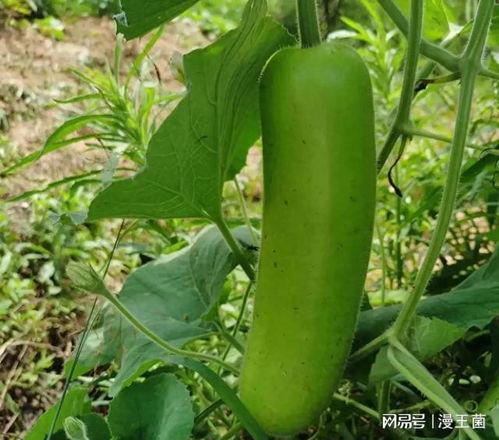 瓠子瓜能怎么吃,解锁美味新境界