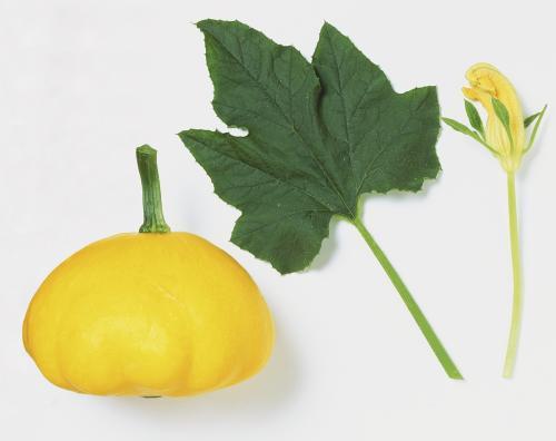 吃瓜撒树叶,揭秘夏日消暑新风尚