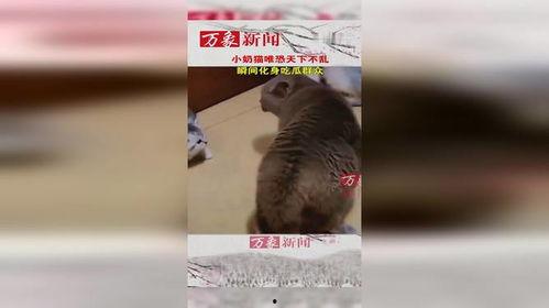 小猫吃瓜群众图,萌宠视角下的趣味生活瞬间