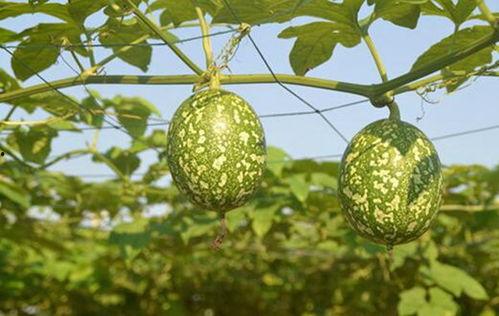 黑鱼能跟吊瓜一起吃