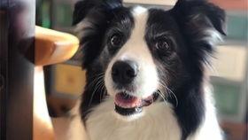 玩偶姐姐 吃瓜,揭秘娱乐圈幕后故事