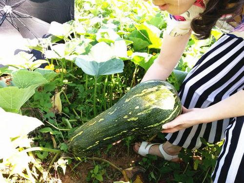 不知该吃哪个瓜