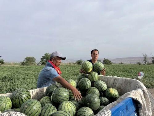 吃瓜大队慌岛,揭秘神秘岛屿的惊险历程
