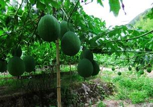 吊瓜咋吃呢,吊瓜的多样食用方法与美味体验