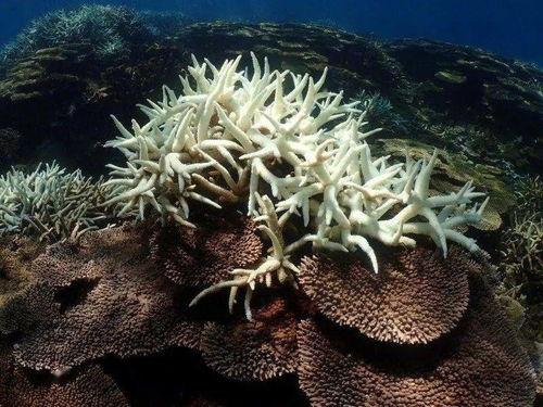 珊瑚网站吃瓜,揭秘网络吃瓜群众的狂欢盛宴