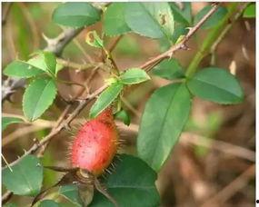 小宁子吃瓜,揭秘娱乐圈那些不为人知的幕后故事