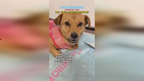 小狗沉浸式吃哈密瓜,哈密瓜盛宴的欢乐时光