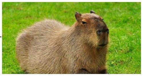 水豚最新吃瓜视频,萌态可掬，瓜界新宠