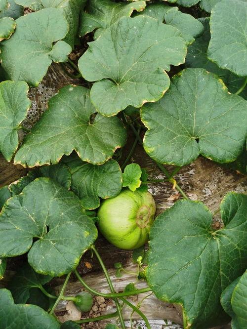 安静且吃瓜,品味人生瓜事